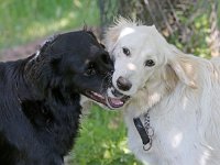 Puppys van Bliss040622-0163